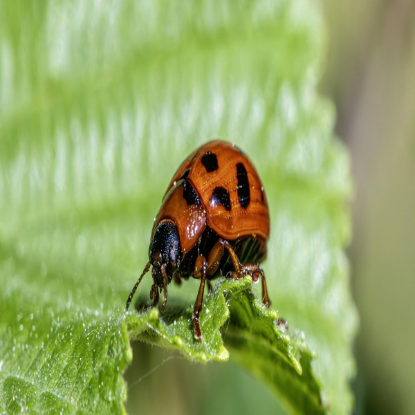 termite specialist portrait
